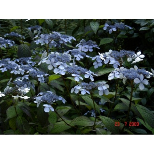 Hydrangea Blue Deckle x 1 Plant Lacecap Hardy Cottage Garden Shrubs Large Flowers Flowering Border Patio Balcony Plants serrata